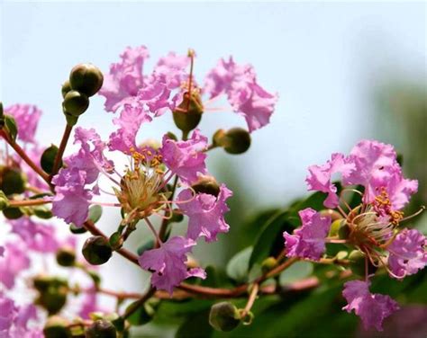 紫薇花種植|【紫薇花種植】紫薇花種植全攻略：新手也能養出繁花似錦！